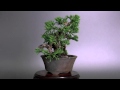 シンパク盆栽-B1（しんぱく・真柏）松柏盆栽 Shimpaku Juniper