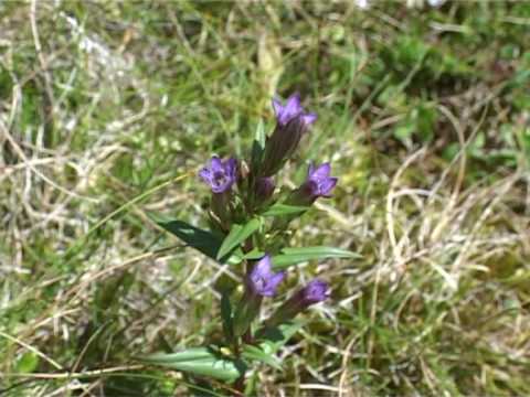 Bach Flower Remedies - Gentian