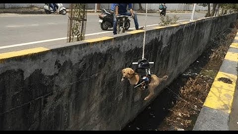 Man Builds Drone To Save A Puppy Stuck In A Drain