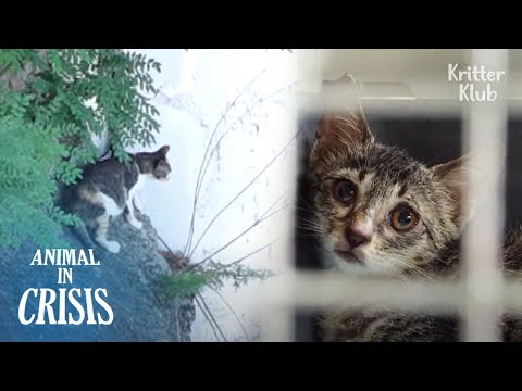 Video: Cat Limping: come riportare il gatto ai suoi piedi