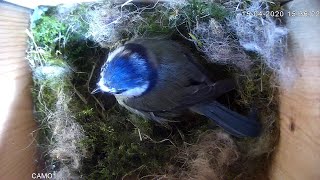 Blue tit Nesting - 16th April 2020 -  Day 5 - Nest Building - Part 1 of 4 screenshot 2