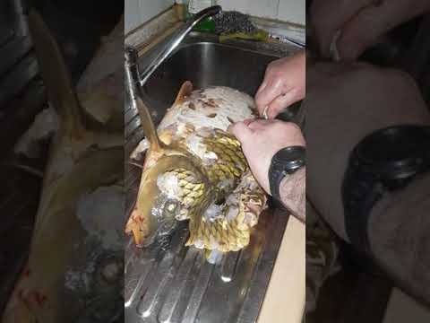 Video: Come Cucinare L'aringa D'argento Della Carpa?