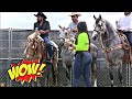 💙WOW! ESAS SI SON CHULAS CADERAS♥️Caballos Bailadores