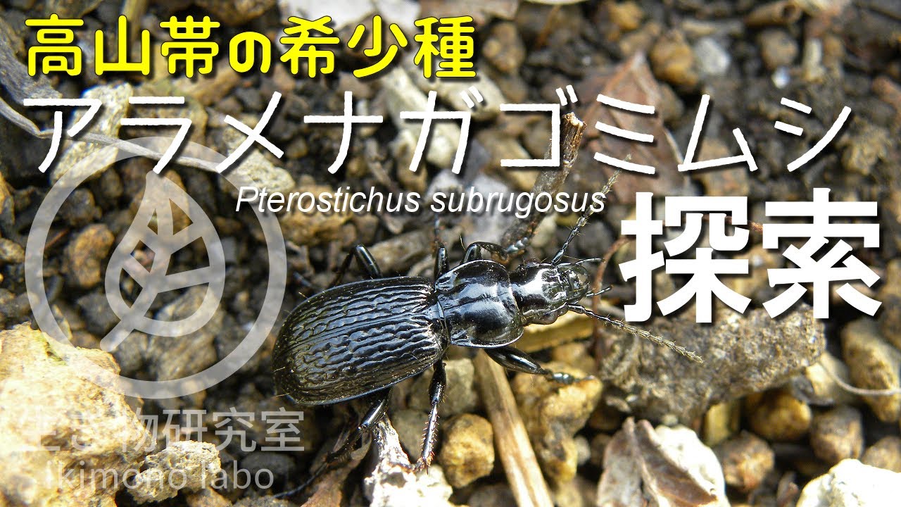 高山帯の希少種 アラメナガゴミムシ探索 Pterostichus Subrugosus Youtube