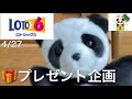 ロト6!4/28当選したらプレゼント企画の応募動画です!Twitter平日毎日PayPayプレゼント実施中
