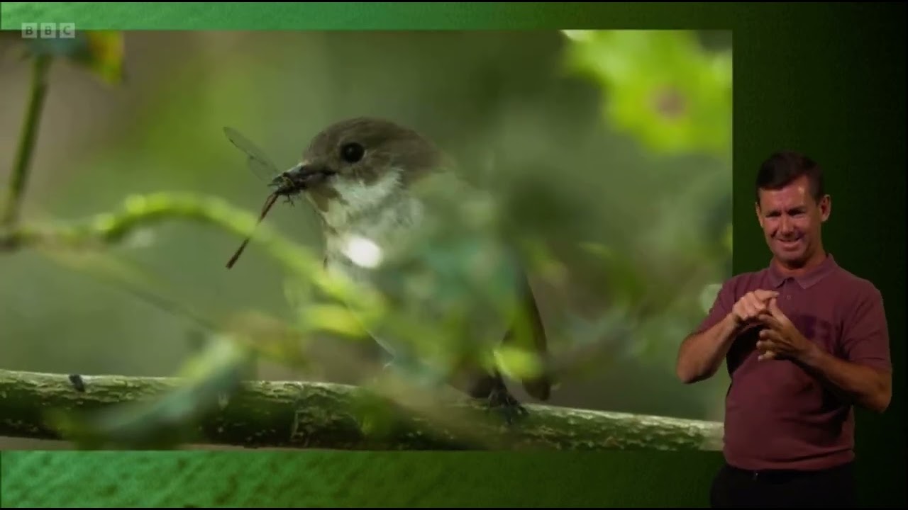 Gillian at Gwaith Powdwr, Eryri reporting on breeding Pied Flycatchers | Springwatch 2023 (signed)