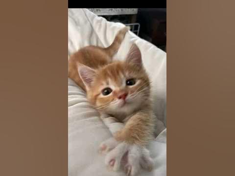 кисики - YouTube