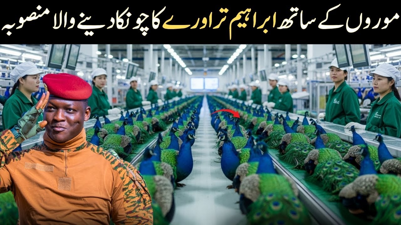 PEACOCK Farming Technique | How Ibrahim Traoré is Making Profit from the World’s Most Stunning Bird