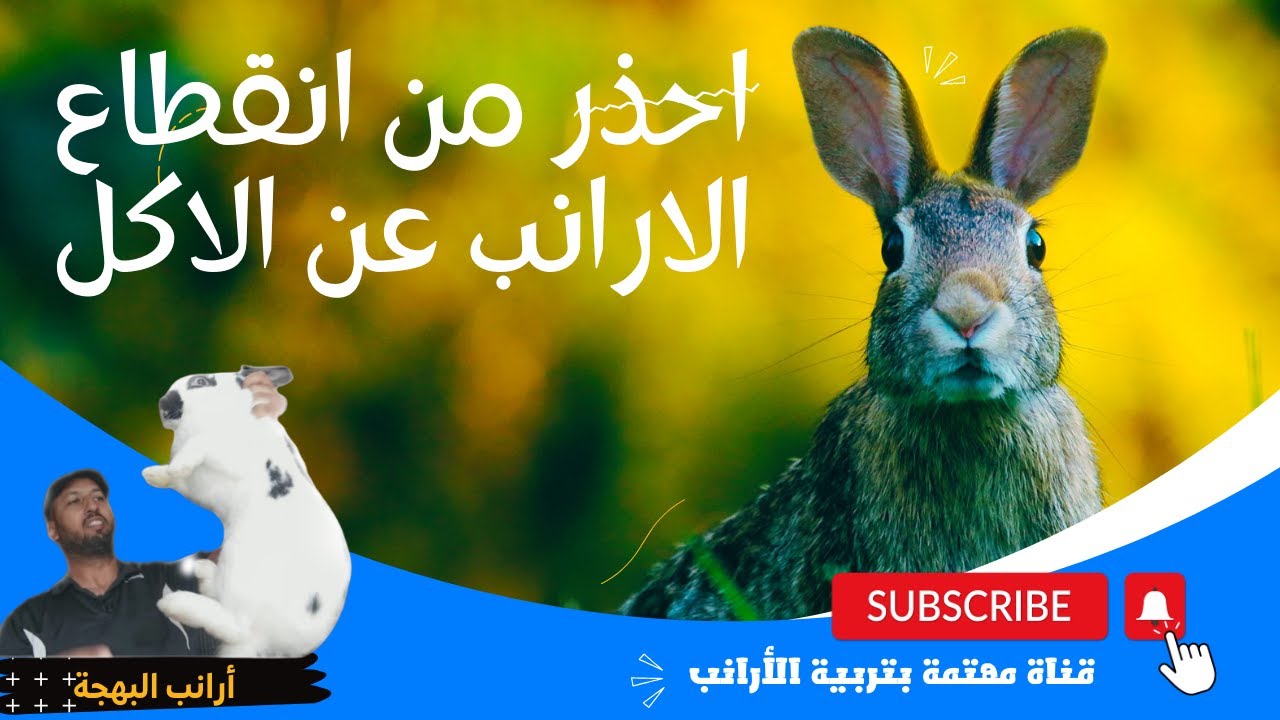 إنقطاع الأرانب عن الأكل