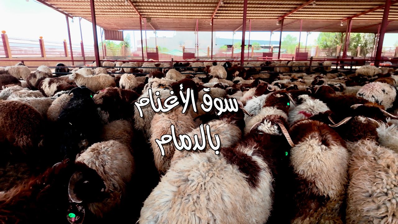 سوق الأغنام بالدمام ١٨ يونيو ٢٠٢٥ Sheep Market in Dammam June 18, 2025