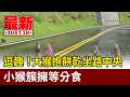 逗趣！ 大猴抱餅乾坐路中央 小猴簇擁等分食【最新快訊】