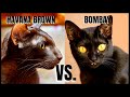 Havana Brown Cat VS. Bombay Cat の動画、YouTube動画。