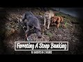 Ferreting a steep banking  18 rabbits in 2 hours