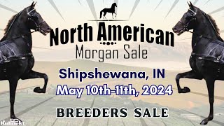 Breeders Sale  - 2024 North American Morgan Sale