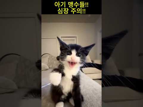 아기 맹수들 심장주의!! #웃긴영상 #웃긴짤 #유머 #cat #고양이 #funny