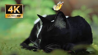 Stray MOD as Black cat with white moustache Gameplay PC [4K] %