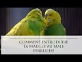 Comment introduire la femelle au male perruche