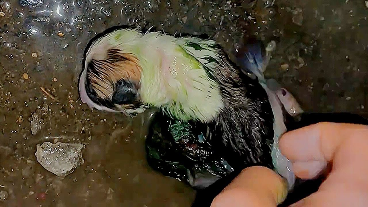 Я подобрал новорожденного щенка в плаценте и получил молоко от подруги, чтобы его накормить