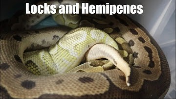 Ball Python Breeding Behaviour, some Locks and breeding Strategies