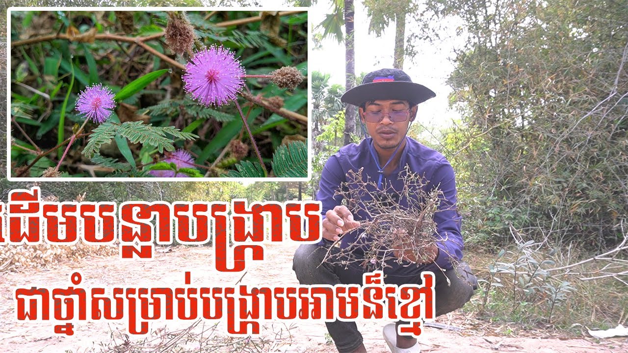 ដើមបន្លាបង្ក្រាប ជាថ្នាំសម្រាប់បង្រ្កាបអាមន៏ខ្មៅ