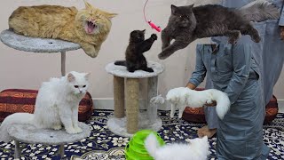 healthy and vaccinated Persian kittens for sale in Hyderabad saidabad | top quality Persian cat's