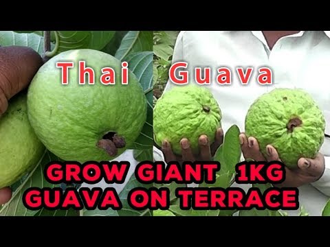 테라스에서 GIANT GUAVA를 재배하는 방법 냄비에 각 1KG THAILAND GUAVA 완료 튜토리얼