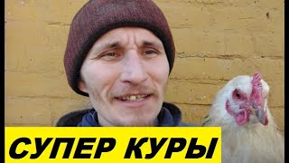 Болезни кур теперь не страшны - Задонский иммун.