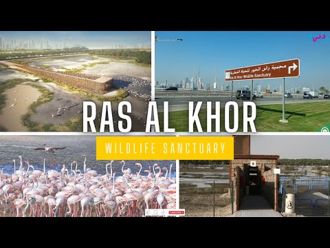 Ras Al Khor Wildlife Sanctuary | 4K | MUST VISIT PLACE IN DUBAI | #dubai_diary | Chapter- 14