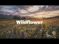 Wildflower - Best Chilling Song 2026 with Lyric 🎧🎵