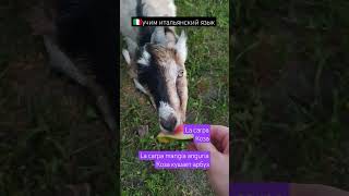 учим итальянский язык с нуля #итальянский #урокиитальянского #итальянскиеслова