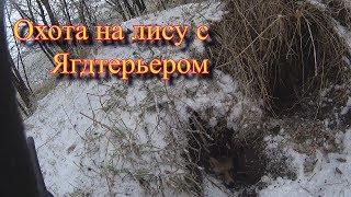 Охота на лису.Лиса вышла через 33 секунды Охота на лису.Лиса вышла через 33 секунды