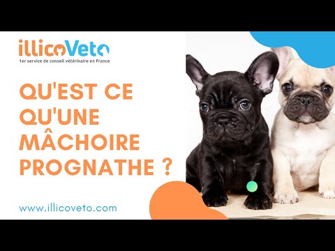 Vidéo: Mâchoire Chez Les Chiens