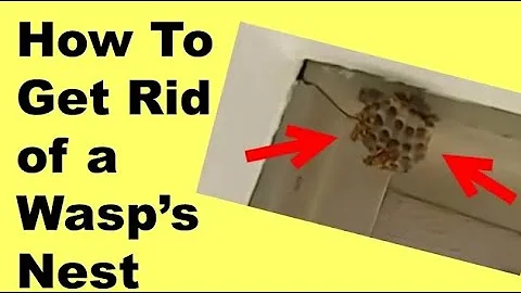 HOW TO GET RID OF A WASP'S NEST AND KILL THE WASPS - SO EASY!