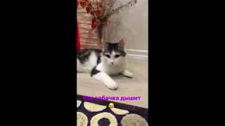 Смешной кот дышит как собака Смешной кот дышит как собака