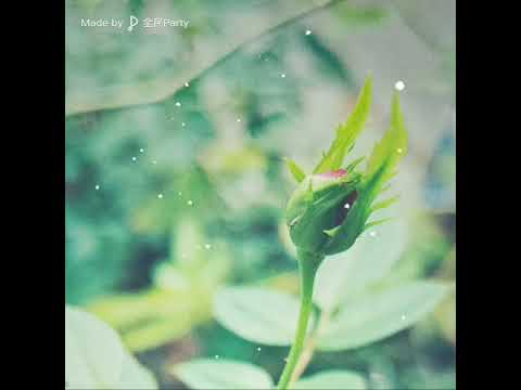 *冷井情深-🌹玫瑰花坊🌹歌房