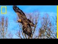 Un aigle royal affronte deux grands tetras