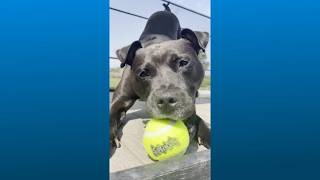 Need a cuddle buddy this fall? Adopt a pet for free in Fairfax this weekend, with starter supplies