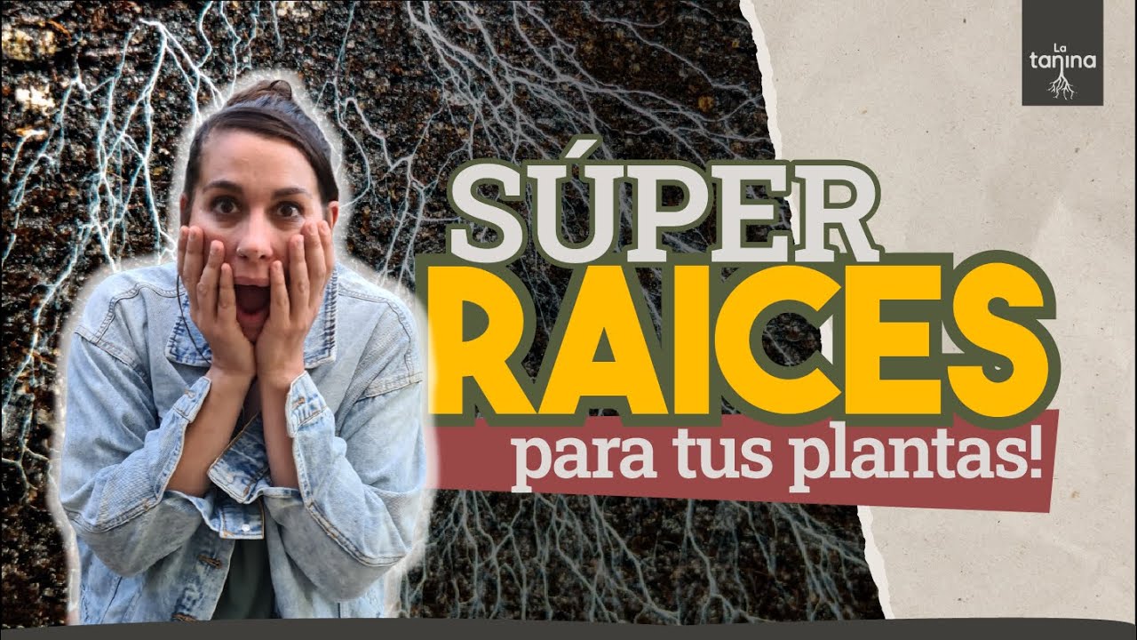 MICORRIZAS: El SECRETO de una COSECHA ABUNDANTE 🍅🍆🥬