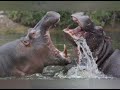 Hippo Tales with Ivan