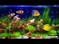 Gambar cover FISH TANK SOOTHING SOUNDS | Aquarium Bubbling White Noise | 10 Hours
