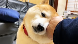 なでなでするとぐいぐい頭を押し付けてくる柴犬