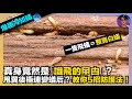 【爆趣冷知識】一隻飛蟻=整竇白蟻|真身竟然係「識飛的曱甴」?|甩翼後極速變蟻后?|教你5招防護花|娛樂爆爆爆