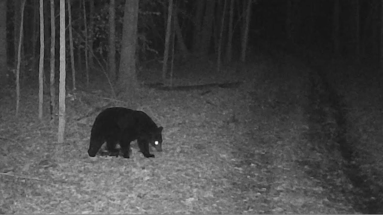 Trail Cam Tuesday, January 20th, 2026