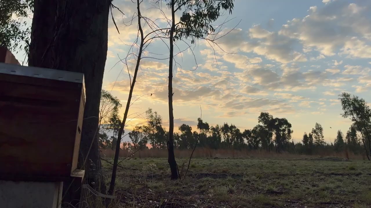 South African Bush Veld & Bees Coming In For The Night - Ambience  