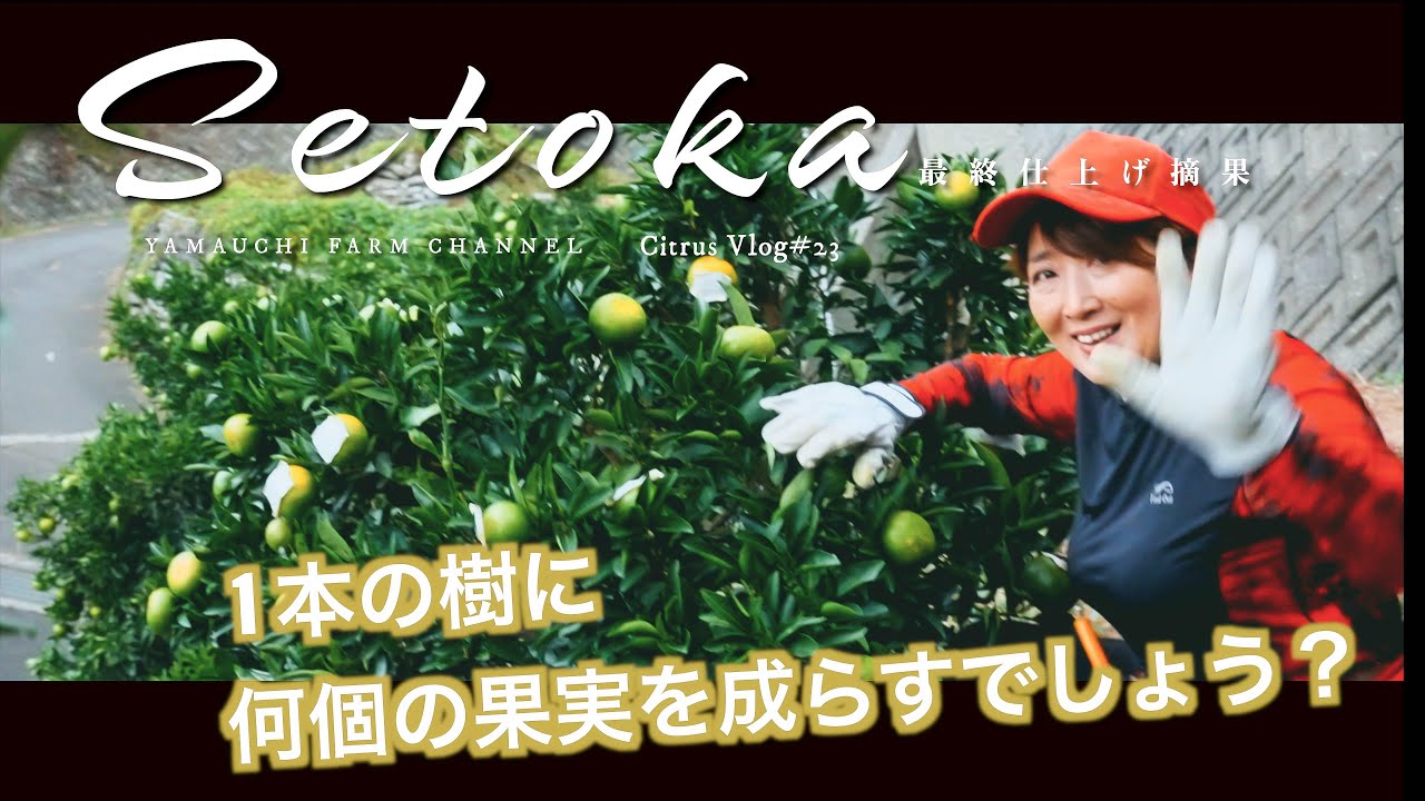 【せとか最終仕上げ摘果】1本の木に何個の果実をならすのかの計算方法をお伝えします