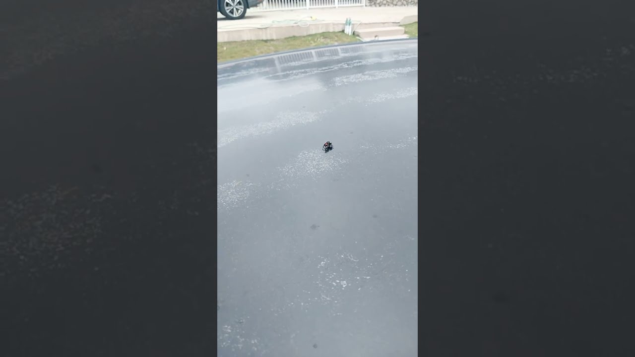 black jumping spider with red butt