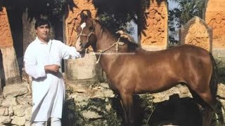 A Short Documentary Film on Kathiawari Horses || The Kathi Legacy