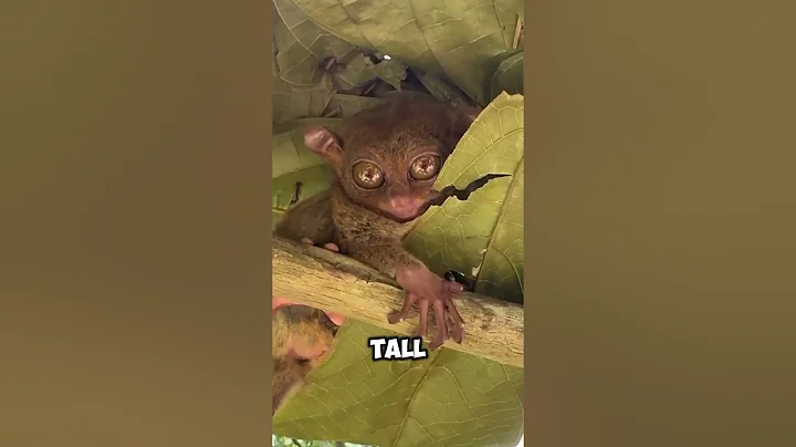 "Meet the Tarsier — The Tiny Primate with Giant Eyes!" #facts #animalplanetarium #animals #wildlife