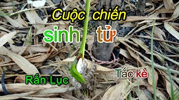 Cuộc Chiến Sinh Tử Giữa Rắn Lục Và Tắc Kè | Yến Hoàng Vlog