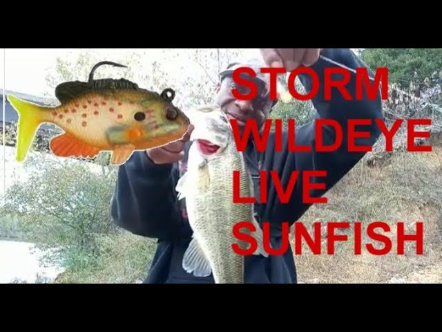 STORM WILDEYE LIVE SUNFISH 2 INCH 